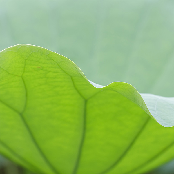 Jeju Nelumbo Nucifera Leaf Extract G1-MIJ (H) main image